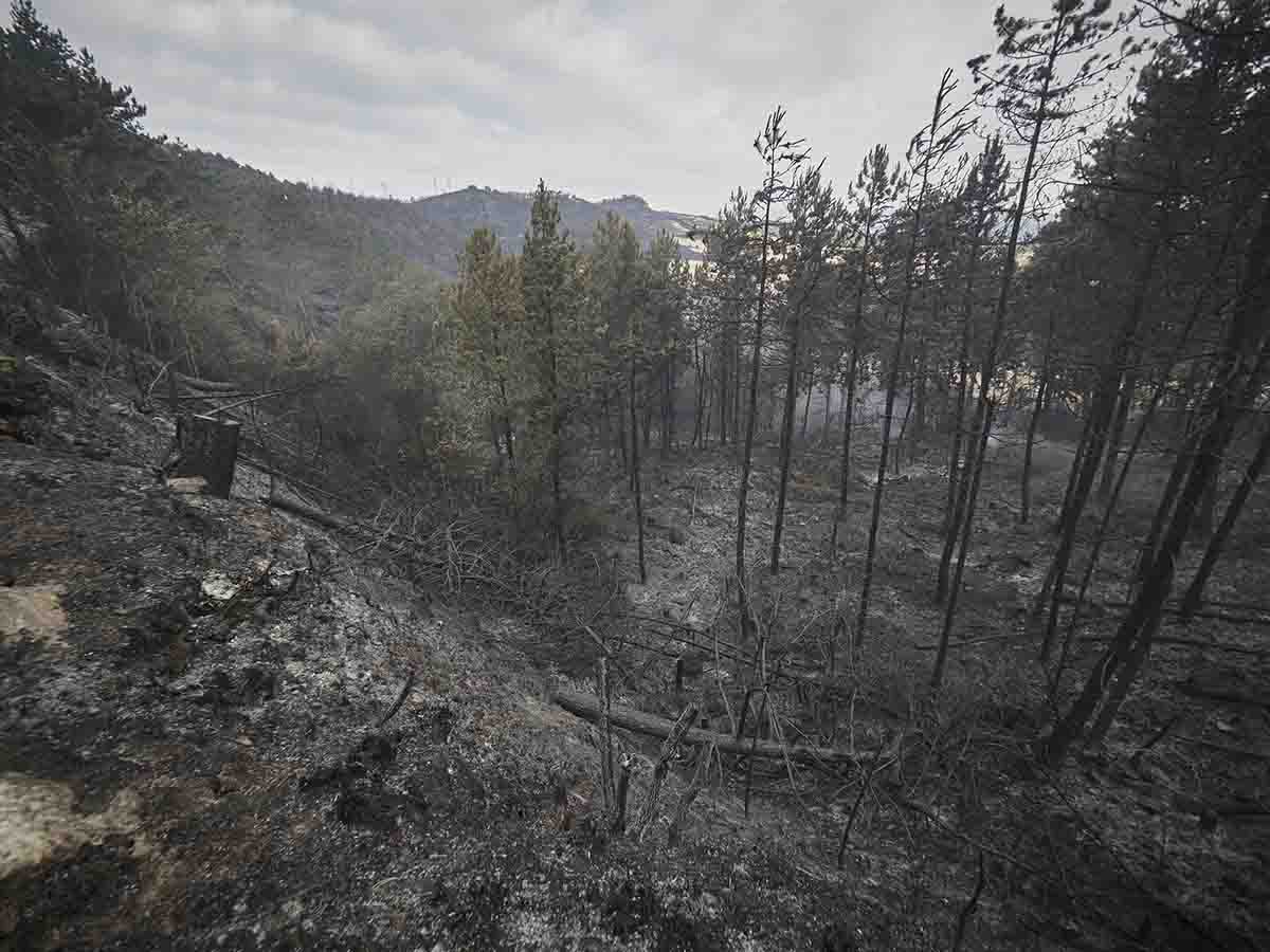 Una de las zonas afectadas por los incendios forestales del pasado mes de junio en Navarra (España) / Foto: Eduardo Sanz - EP