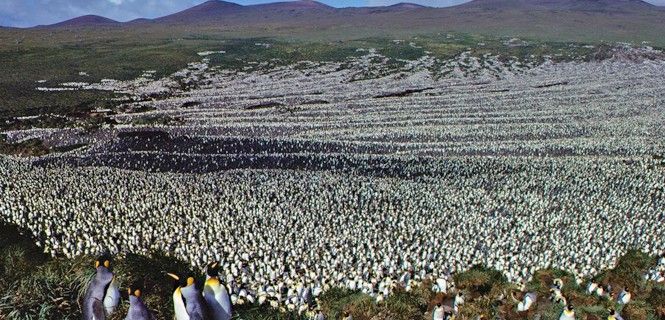 Colonia de pingüinos rey en Île aux Cochons, en 1982 / Foto: Henry Weimerskirch