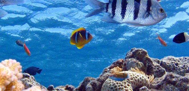 Peces en un ecosistema de arrecifes de coral / Foto: Kim Hiz