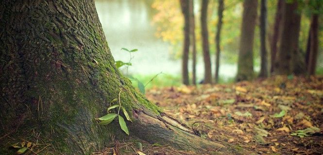 Raíces de un trono de árbol / Foto: Picography