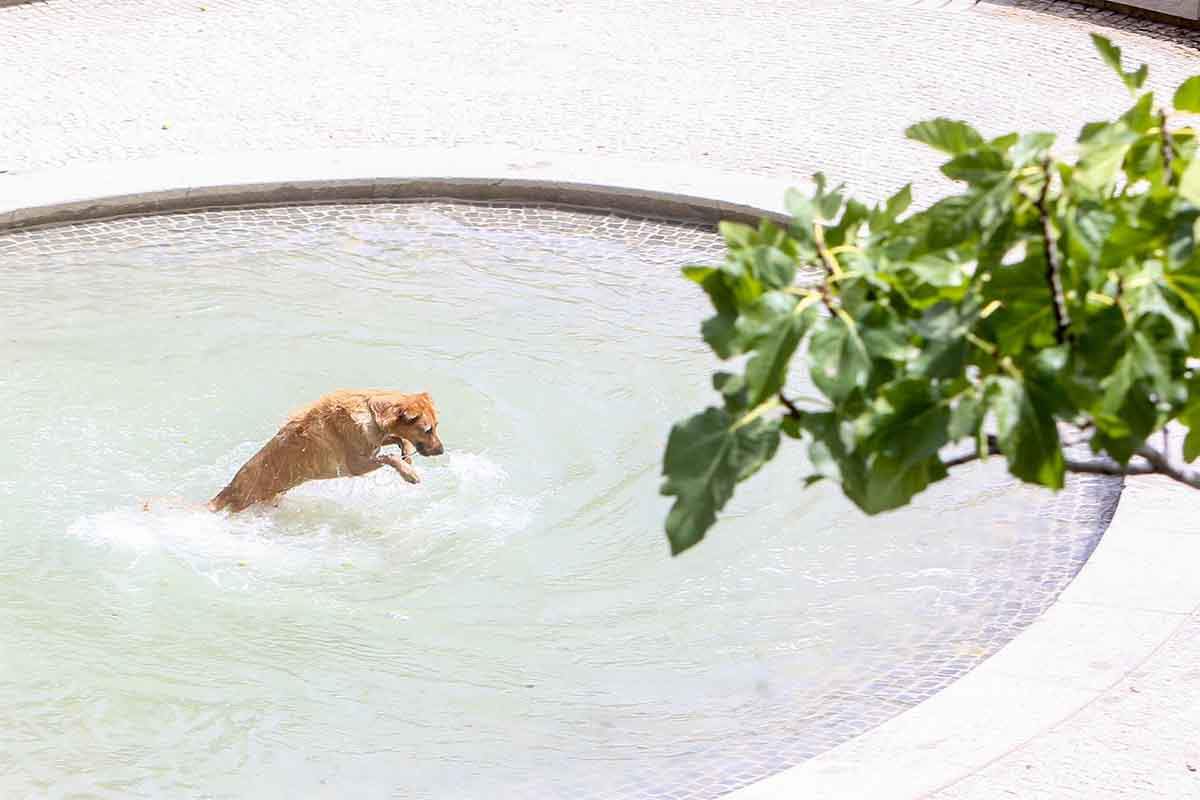 Proteger a las mascotas durante las olas de calor / Foto: EP