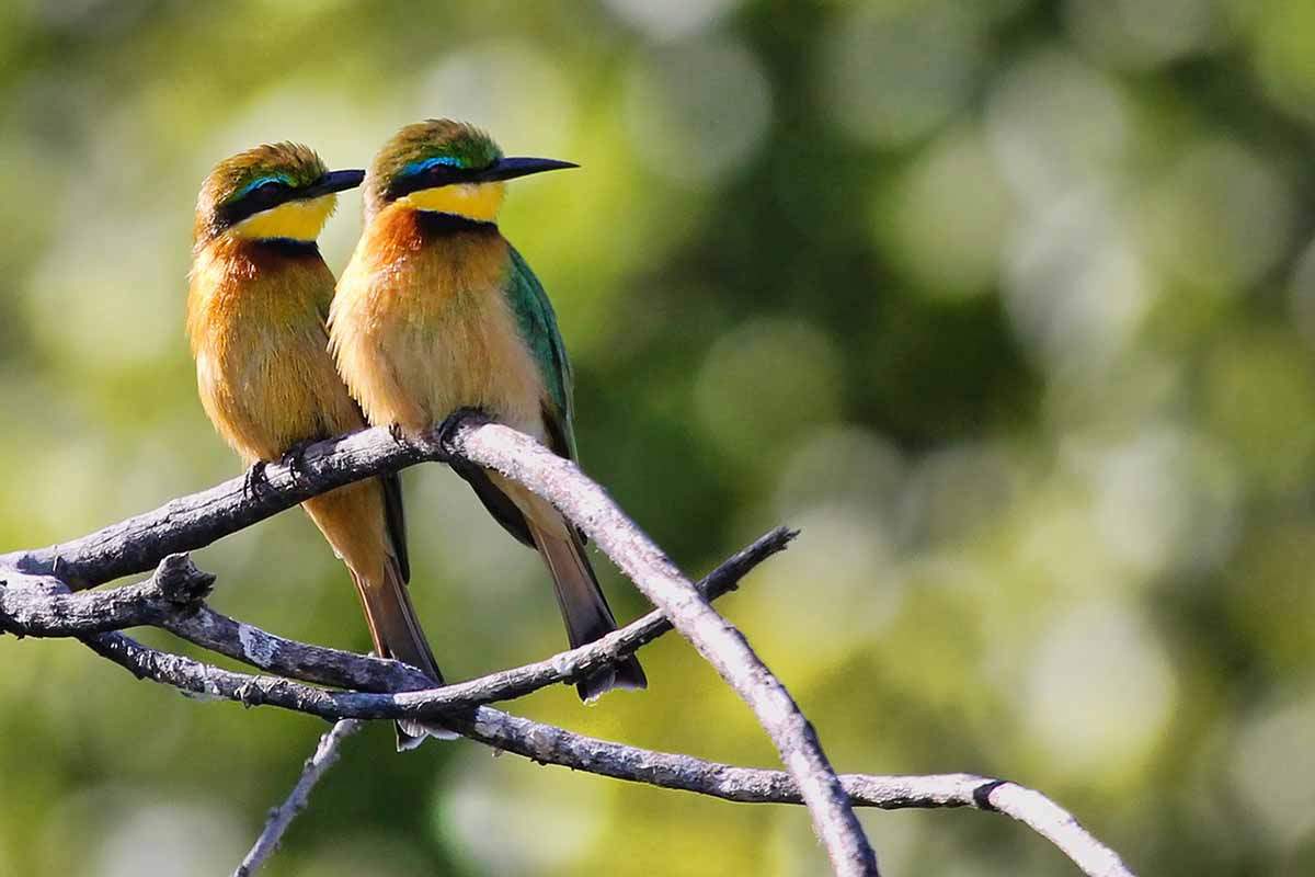 Ejemplares de ave. El cambio climático impactará en las aves / Foto: Pixabay