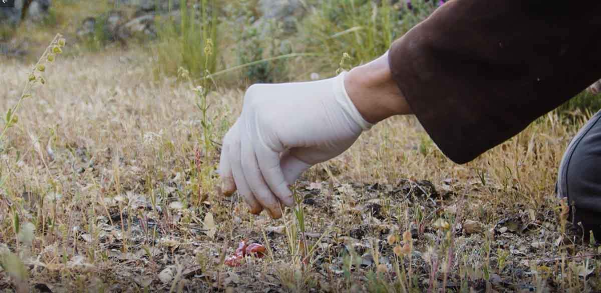 Documental sobre la lucha contra el uso ilegal del veneno en España / Foto: EP