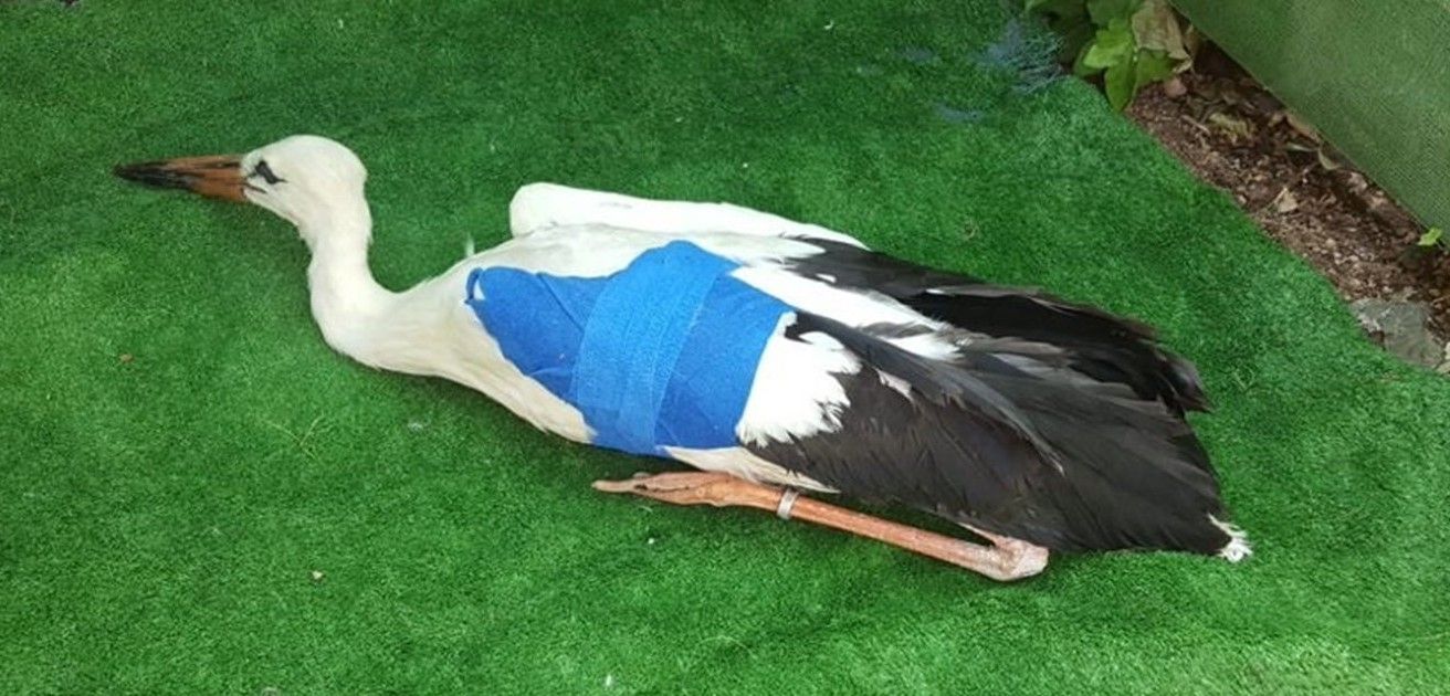 Una de las cigüeñas que están siendo atendidos en un centro de recuperación / Foto: EP