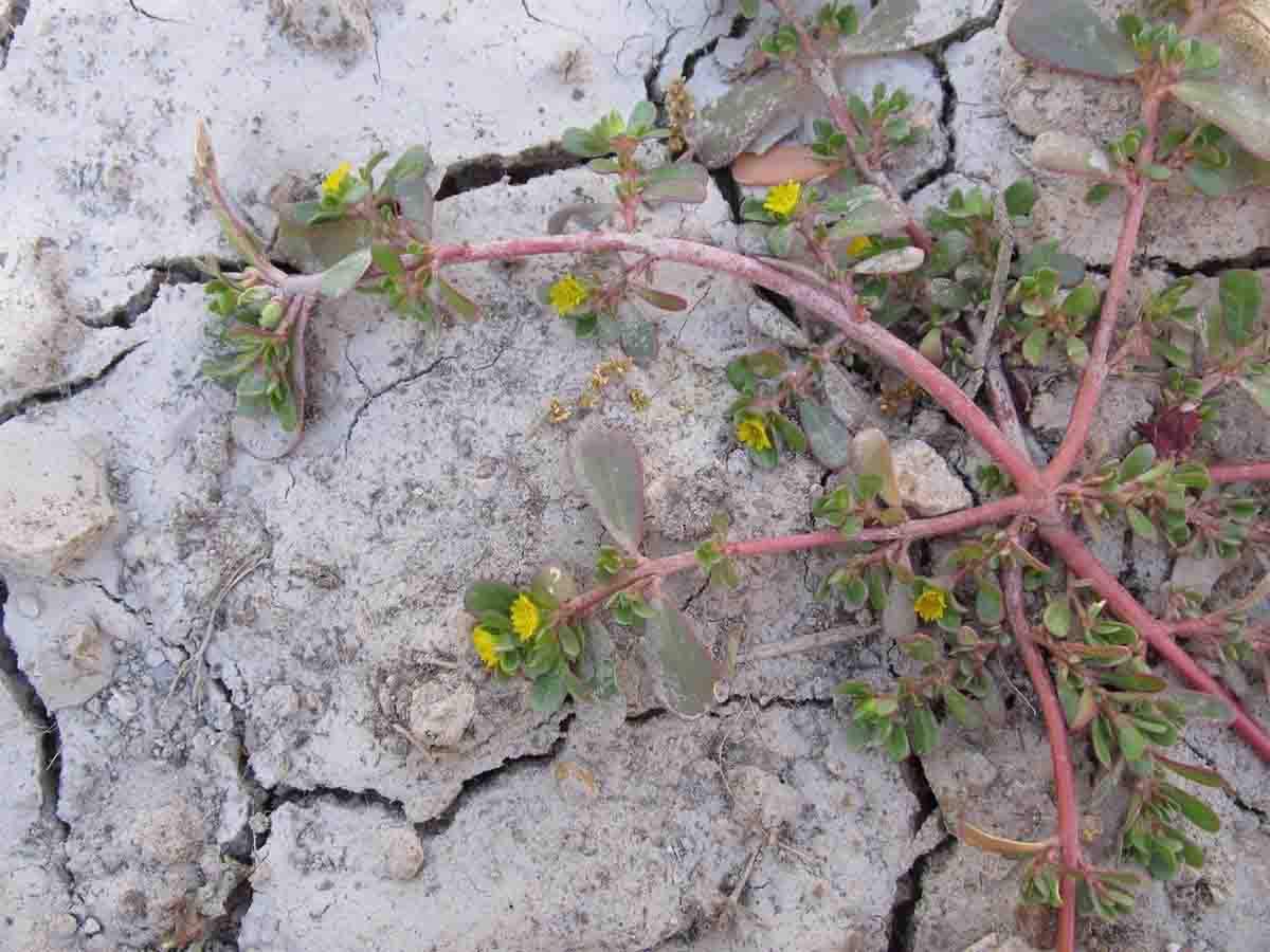 La verdolaga, una mala hierba común, puede ser la 'superplanta' clave para la resistencia a la sequía / Foto: EP