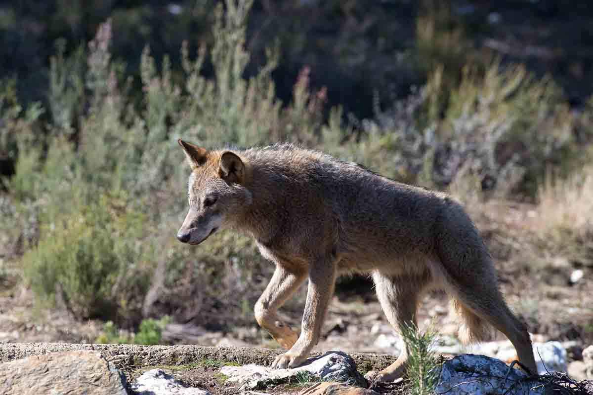 Galicia quiere los fondos pero sin la exigencia de aceptar la estrategia del lobo / Foto: EP