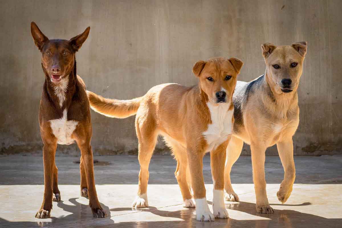 El PACMA expone los motivos por los está en contra de la futura Ley de Protección Animal / Foto: EP