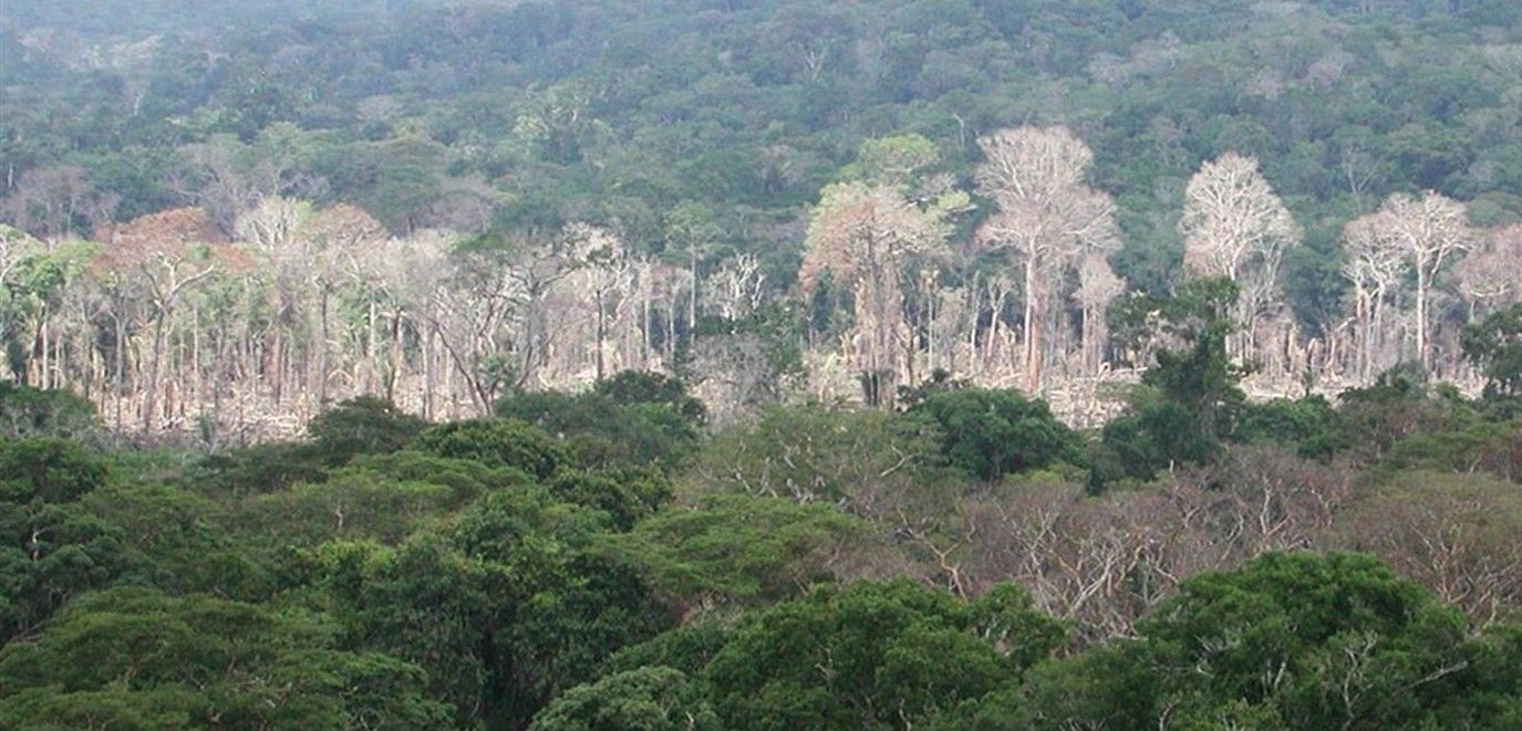 Bosque amazónico afectado por un periodo sin precipitaciones / Foto: JPL - NASA