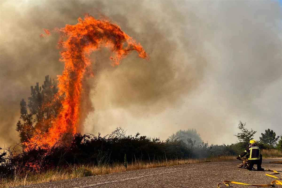 Llamas en un incendio forestal. Convivir con el fuego / Foto: SINC