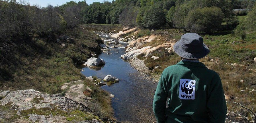 Un miembro de la entidad ecologista contempla el recuperado río Aravalle (Ávila) / Foto: WWF