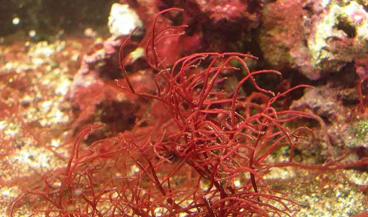 Polinizador del mar, un pequeño crustáceo marino que ‘poliniza’ las algas 'Gracilaria gracilis' / Foto: Wikipedia