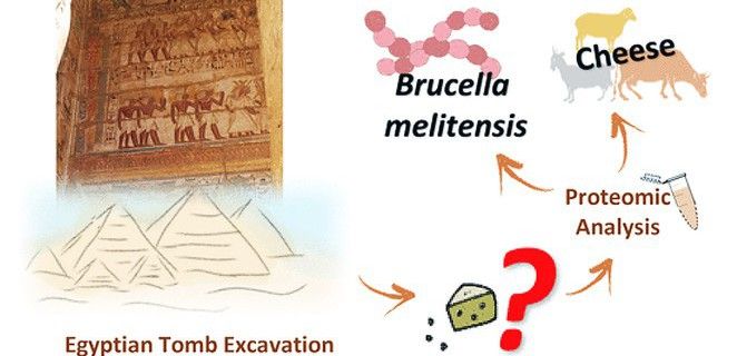 Imagen de la tumba y proceso deductivo seguido por los investigadores / Imagen: E. Greco et al./ Analytical Chemistry