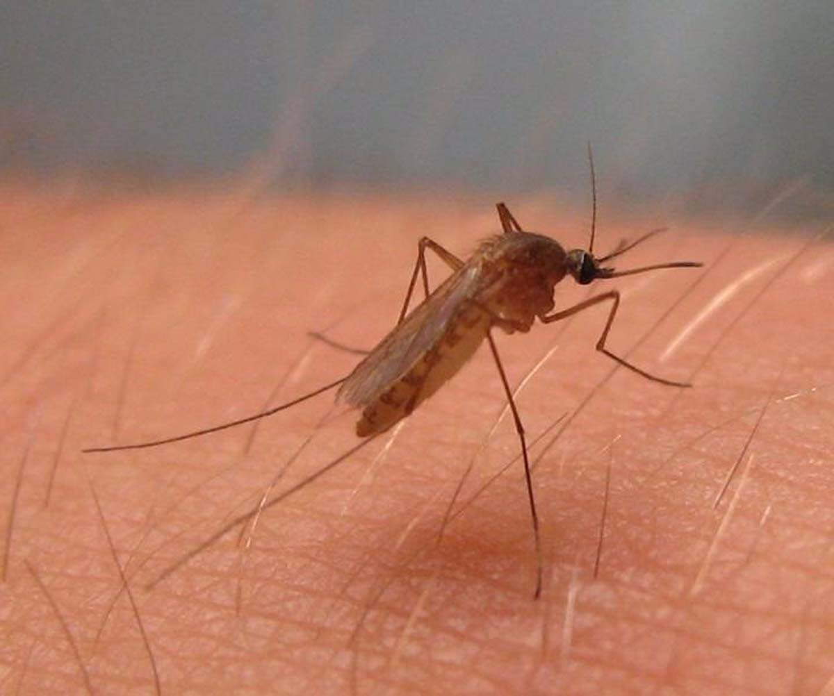 Imagen de archivo de un ejemplar del mosquito del virus del Nilo / Foto: EP