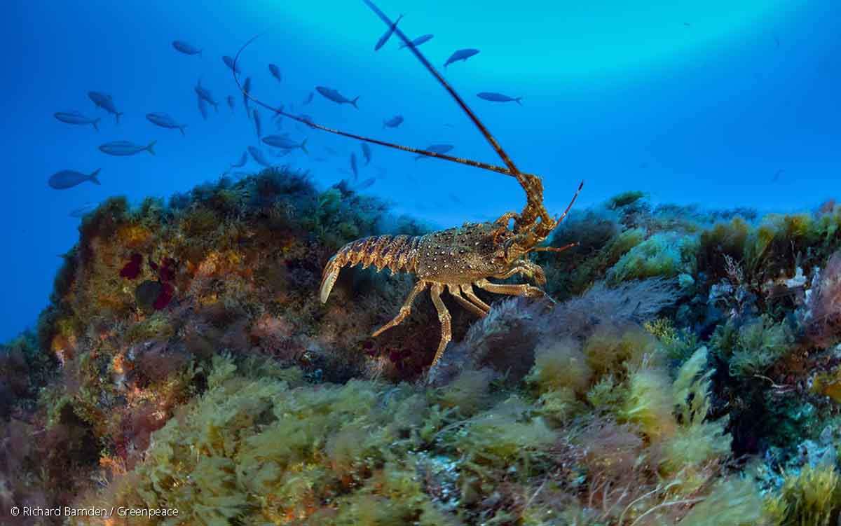 Greenpeace exige que se incluya la pesca en el Tratado Global de los Océanos / Foto: EP