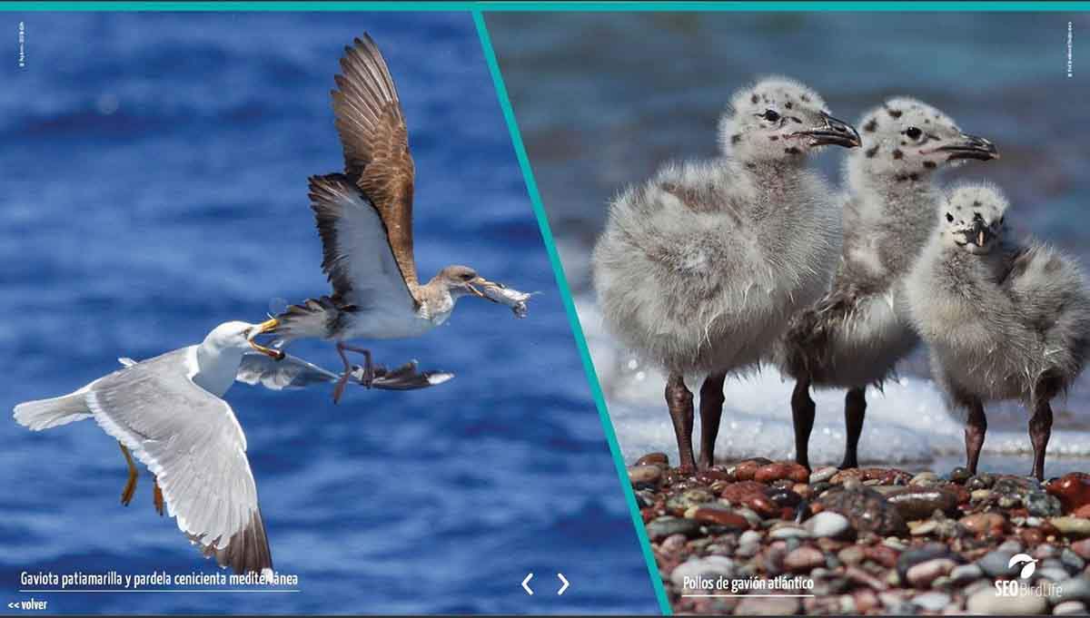 La exposición interactiva 'Las aves, nuestros ojos en el mar' dedicada a las aves marinas / Foto: EP