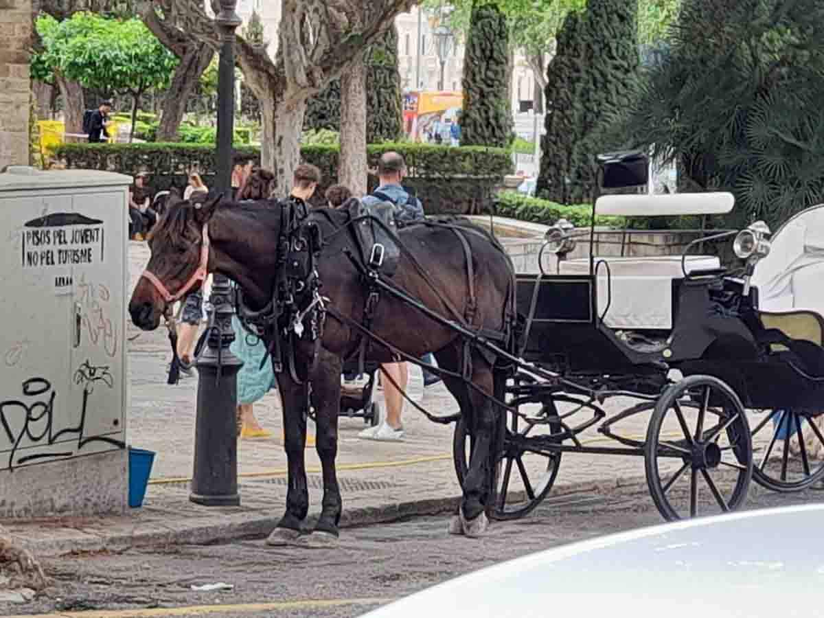 Mallorca prohibirá la circulación de las galeras durante las olas de calor / Foto: EP