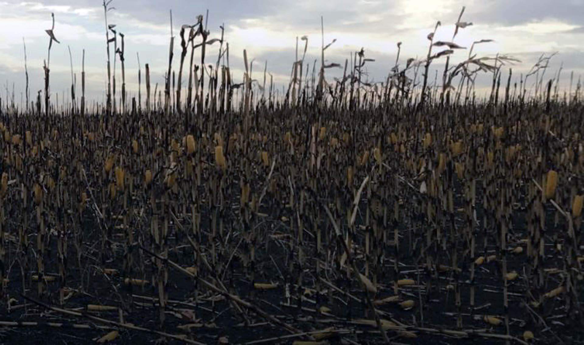 Campo de cultivo arrasado. La hambruna nuclear mataría a más de 5.000 millones de personas / Foto: EP