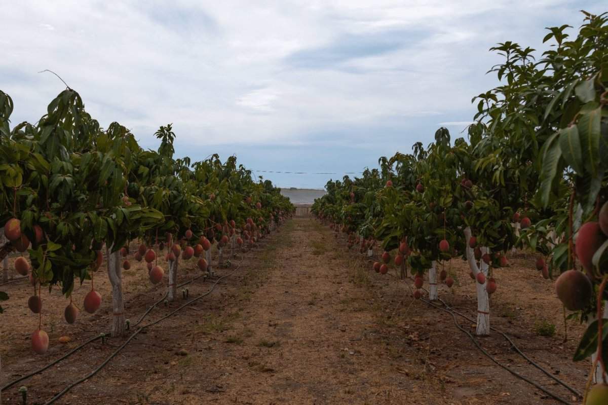 La superficie cultivada en España en 2021 fue un 0,16% menos que en 2020. Incremento de cultivo de los frutales no cítricos, aguacate y mango / Foto: EP
