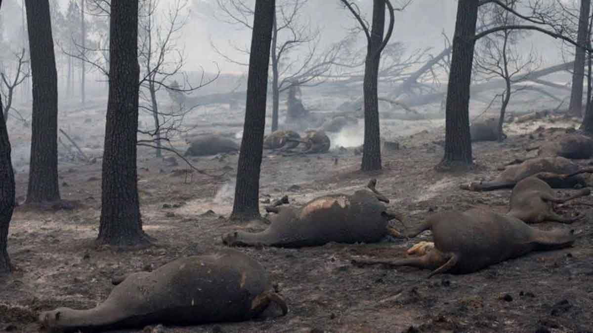 Animales muertos por una incendio forestal. El 97% de la población pide penas de prisión para fuegos intencionados / Foto: EP