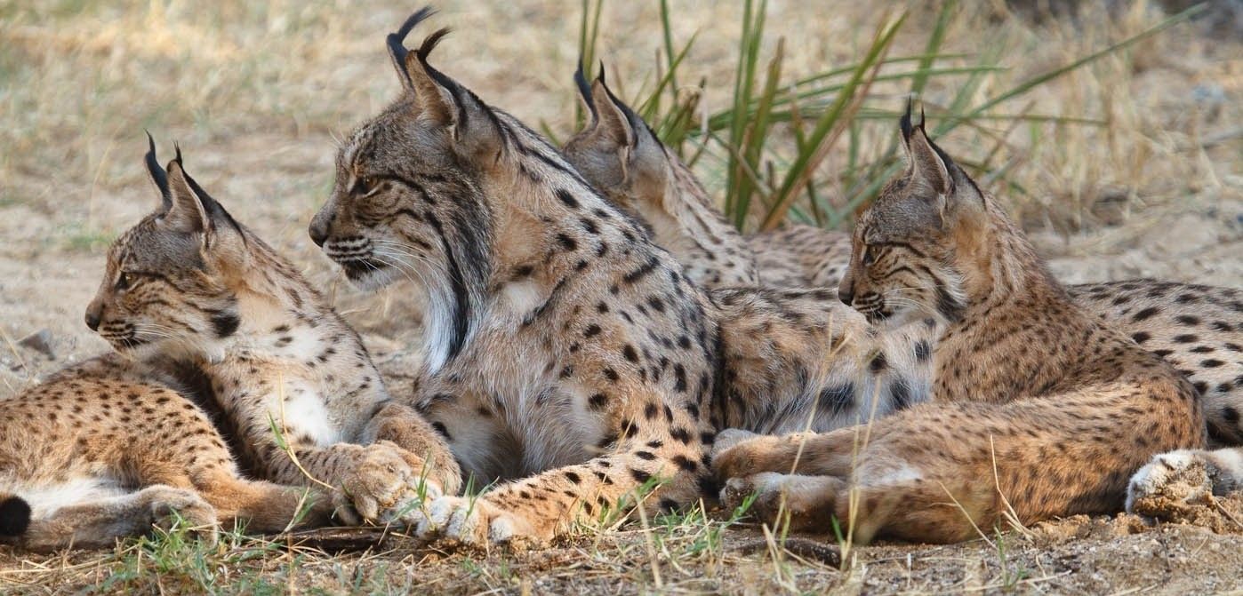 Una hembra de lince ibérico descansando junto a sus crías / Foto: OAPN-MAPAMA
