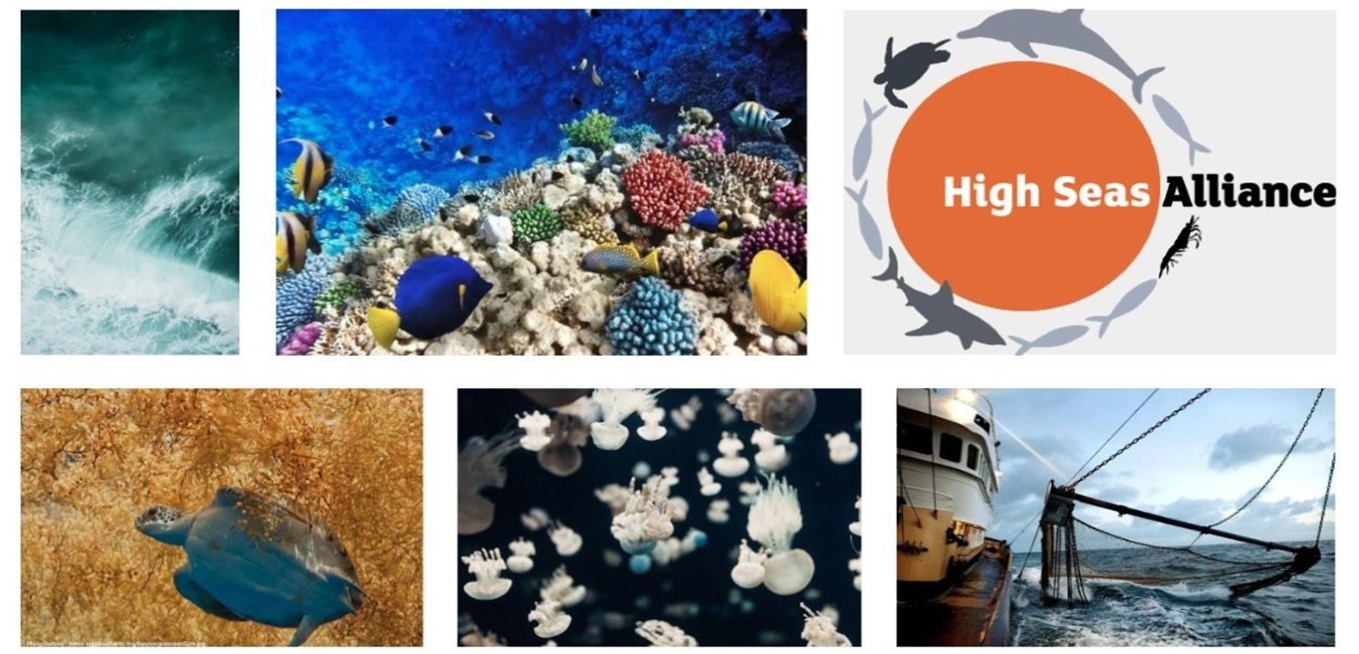 Distintos ecosistemas marinos amenazados por la actividad humana / Foto: High Seas Alliance