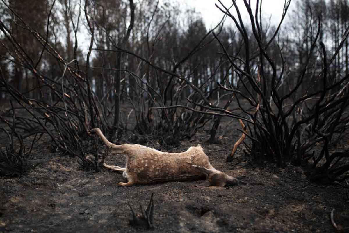 Un herbívoro muerto por las llamas de uno de los muchos incendios forestales que se producen / Foto: EP