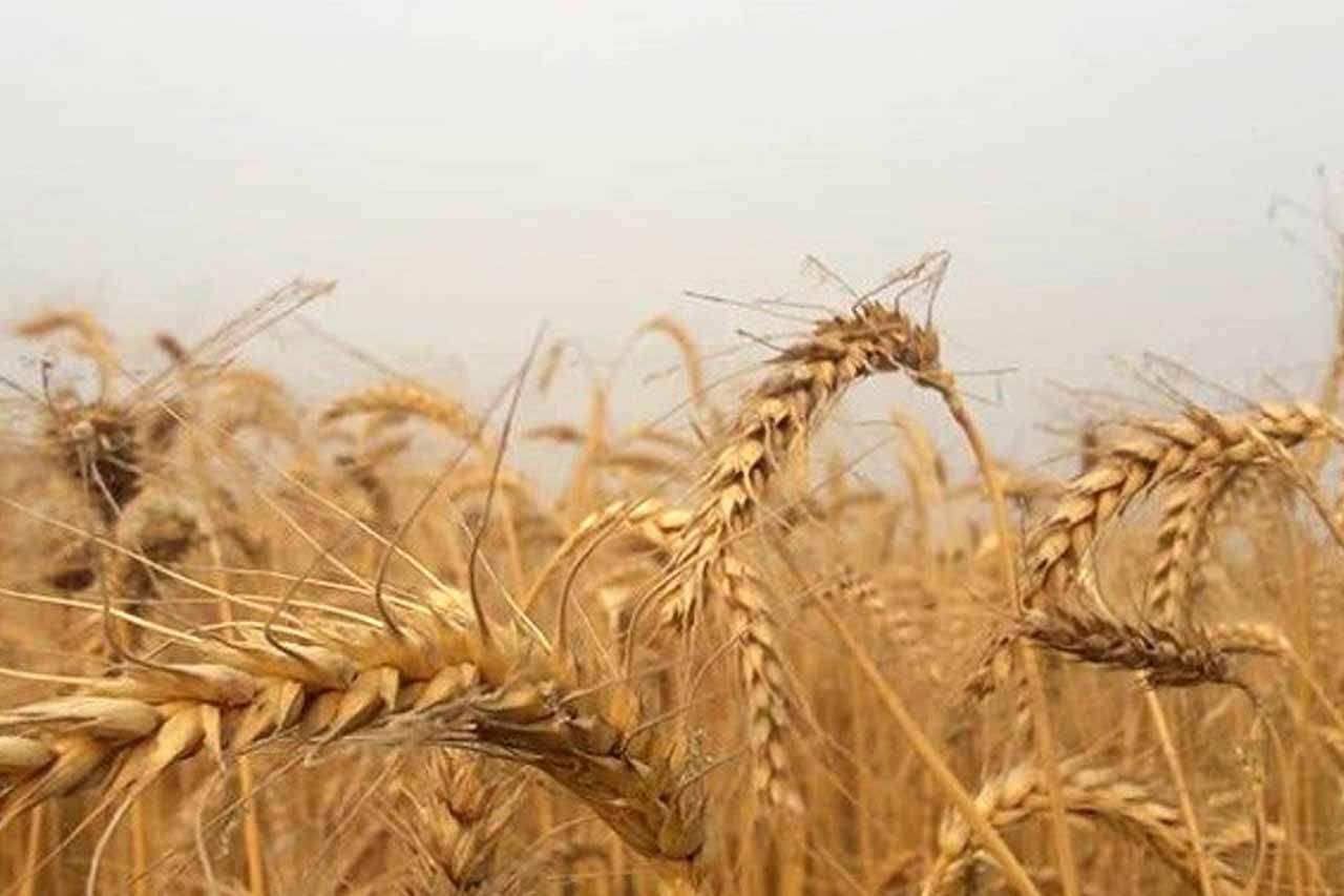 Espigas de trigo en un cultivo del cereal / Foto: Wikimedia