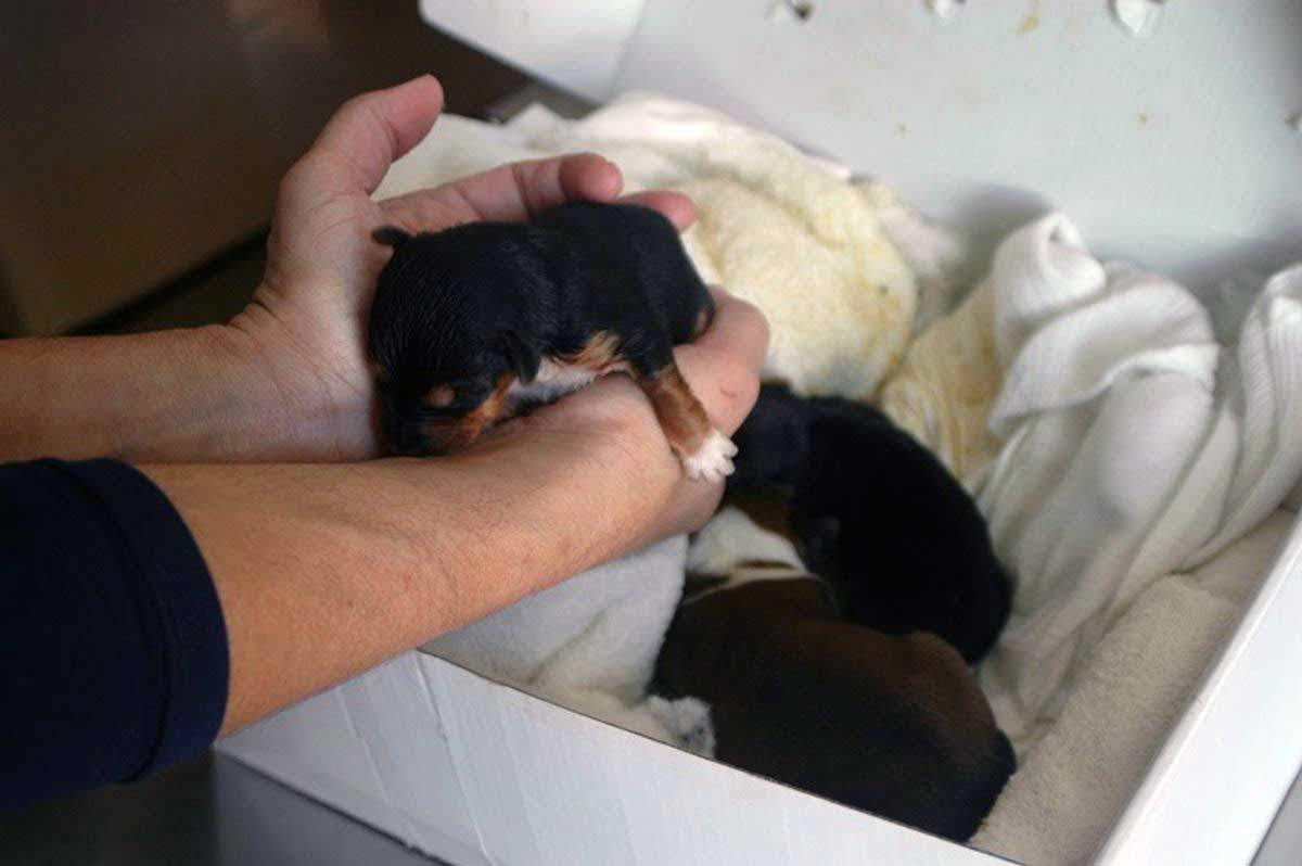 Tres cachorros de perro abandonados en Soria. Abandono de mascotas / Foto: EP