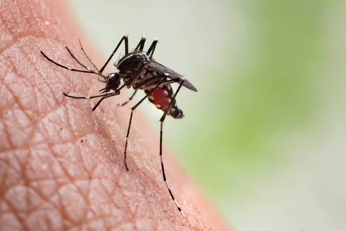 Aumento de consultas relacionadas con picaduras de mosquito en los hospitales / Foto: EP