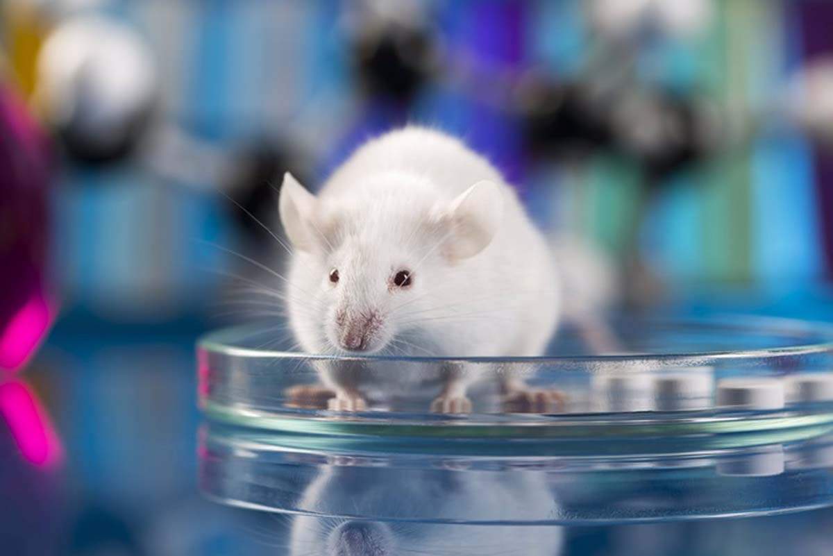 ICE supera el millón de firmas para que Europa acelere el reemplazo de animales en experimentos / Foto: EP