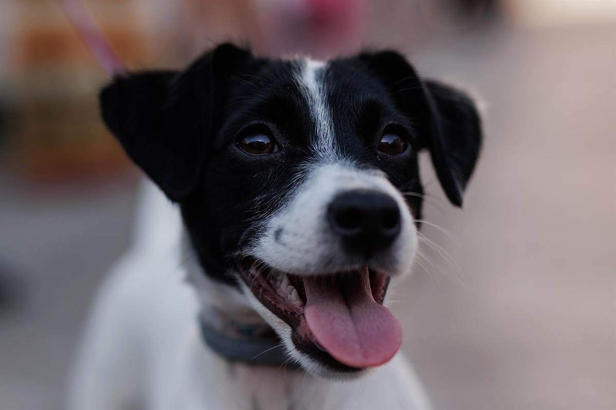 Ejemplar de un perro. Los perros también "lloran" de alegría / Foto: EP