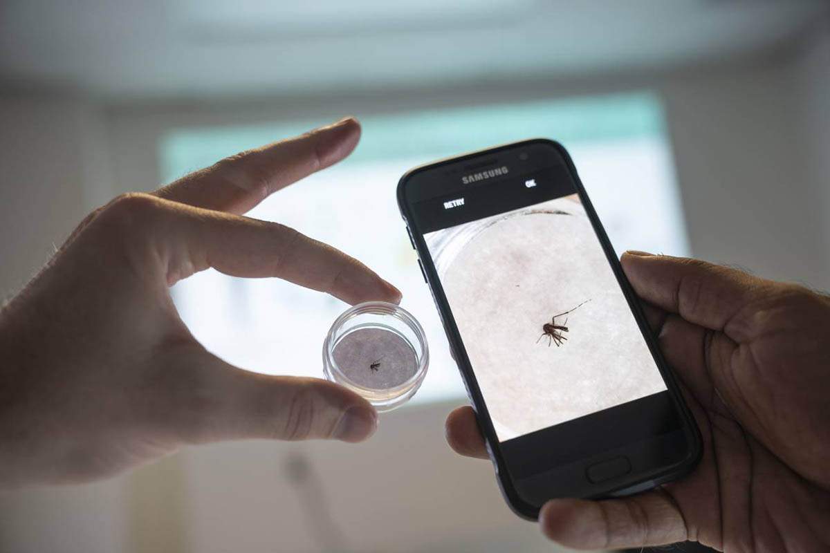 Un investigador de la Universidad del Sur de Florida muestra cómo una aplicación identifica las especies de mosquitos para su rastreo mediante el nuevo panel de observación global / Foto: SINC