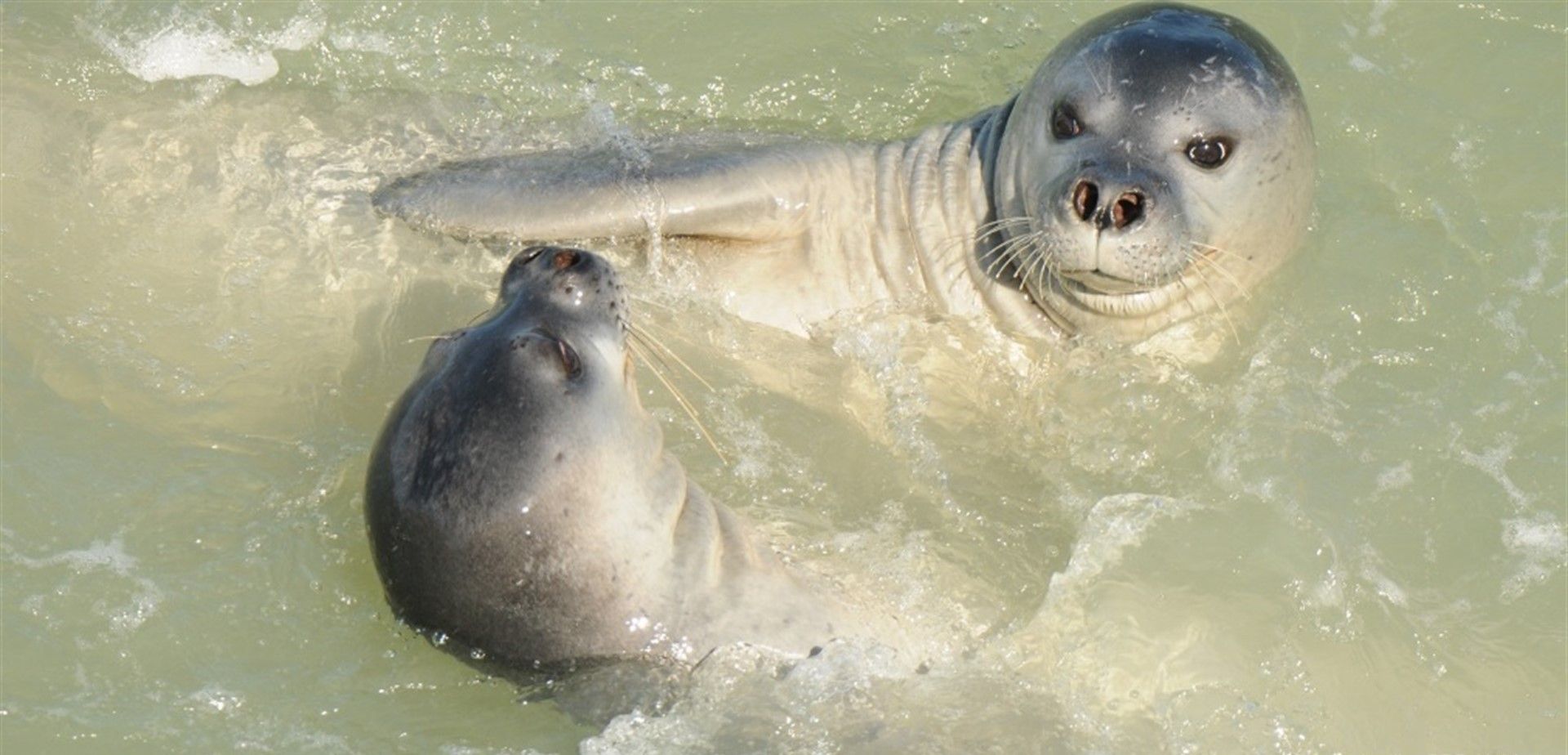 La foca monje desapareció del archipiélago por la caza y la construcción en la costa / Foto: M. A. Cedenilla - CBD Habitat