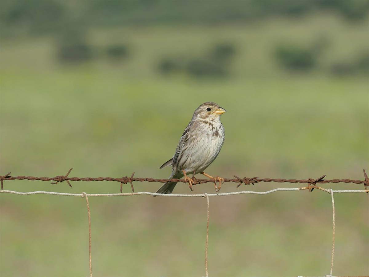 Las aves agrícolas están amenazadas / Foto: EP