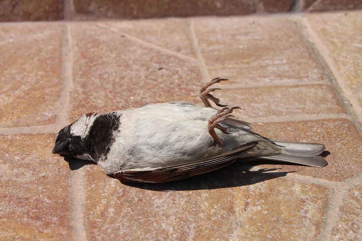'Aves y Cristales': sensibilizar sobre la mortalidad de aves por colisión / Foto: Pixabay