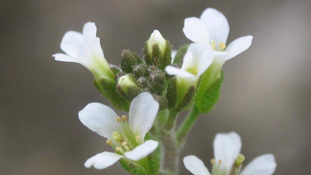 Modelo matemático predice la respuesta de las plantas ante el cambio climático / Foto: SINC