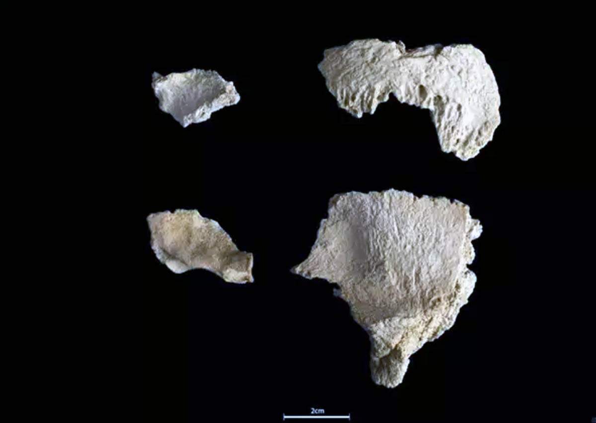 Restos de un cráneo de Neandertal de hace 60.000 años en el yacimiento del Abric Romaní de Capellades (Barcelona) / Foto: IPHES
