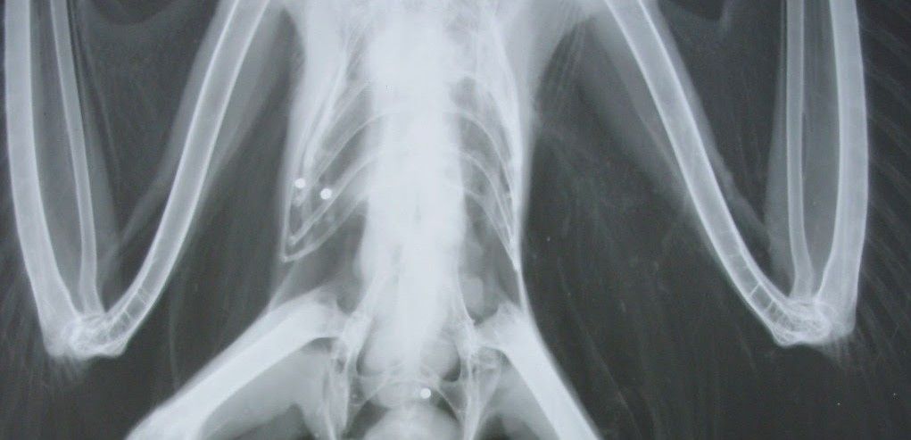 Radiografía de un ave que muestra perdigones en su sistema digestivo / Foto: SEO/Birdlife