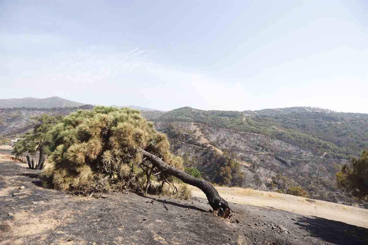 Las medidas de ahorro e incendios no inciden en las causas reales de la crisis climática / Foto: EP