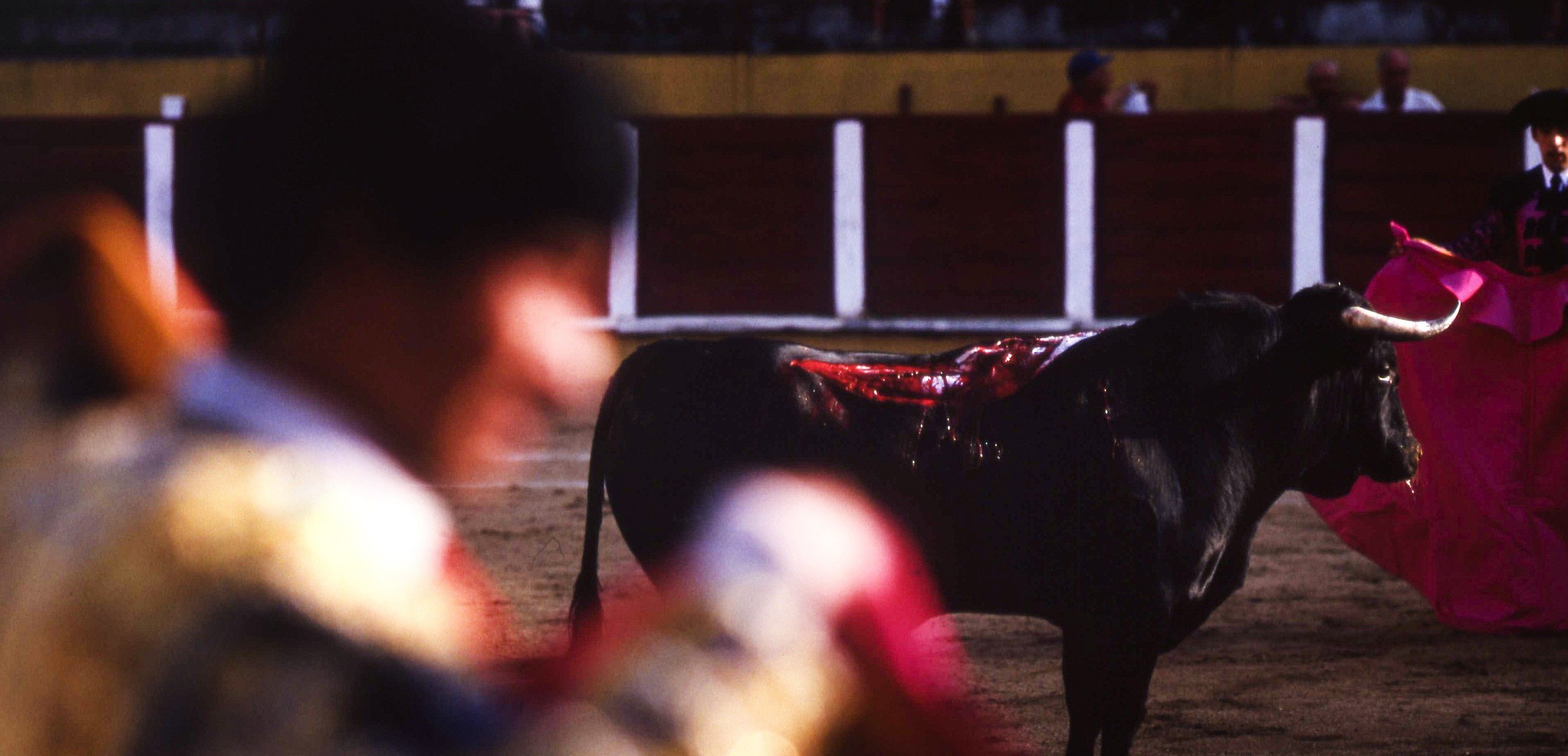 Un toro se desangra a causa de las banderillas durante una corrida / Foto: Josep Cano