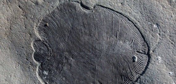 Ejemplar de Dickinsonia fosilizado hallado en una roca de la costa noroeste de Rusia / Foto: Ilya Bobrovskiy