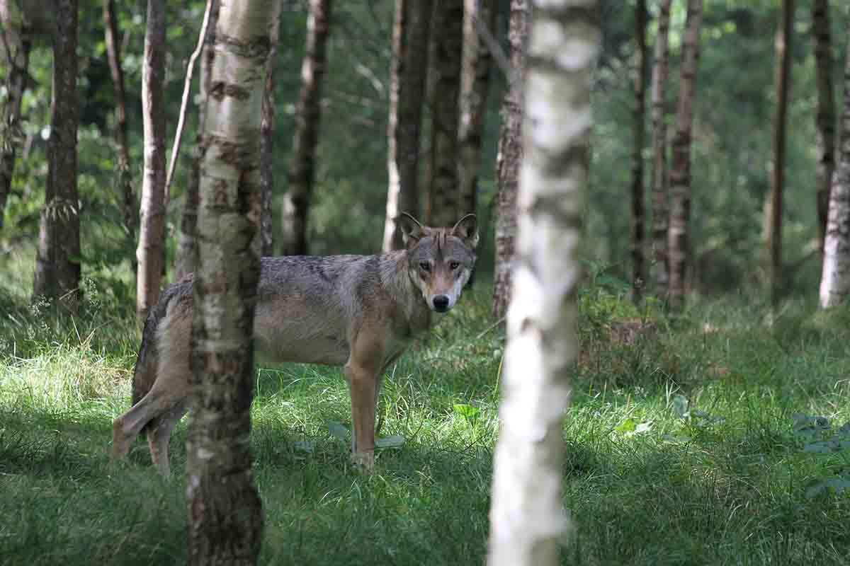Cantabria amplía el plazo para la caza controlada de los 10 lobos / Foto: Pixabay