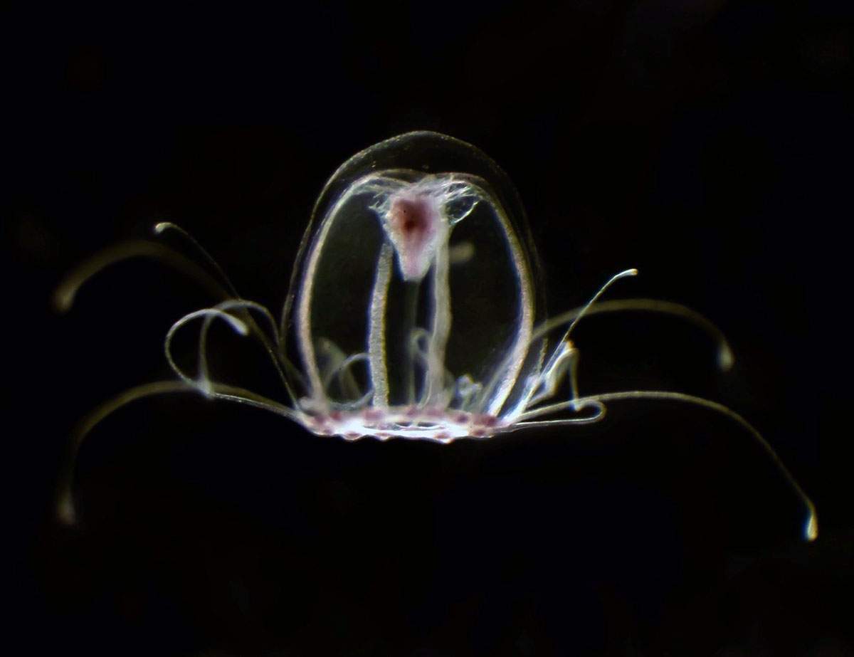 Medusa inmortal ('Turritopsis dohrnii') / Imagen: Universidad de Oviedo