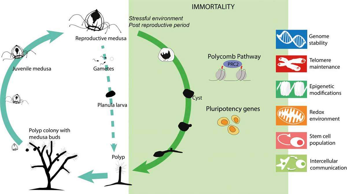 Ciclo de vida de 'Turritopsis dohrnii' y, dentro del cuadrado verde, la vía de reversión junto con los mecanismos implicados / Imagen: Universidad de Oviedo