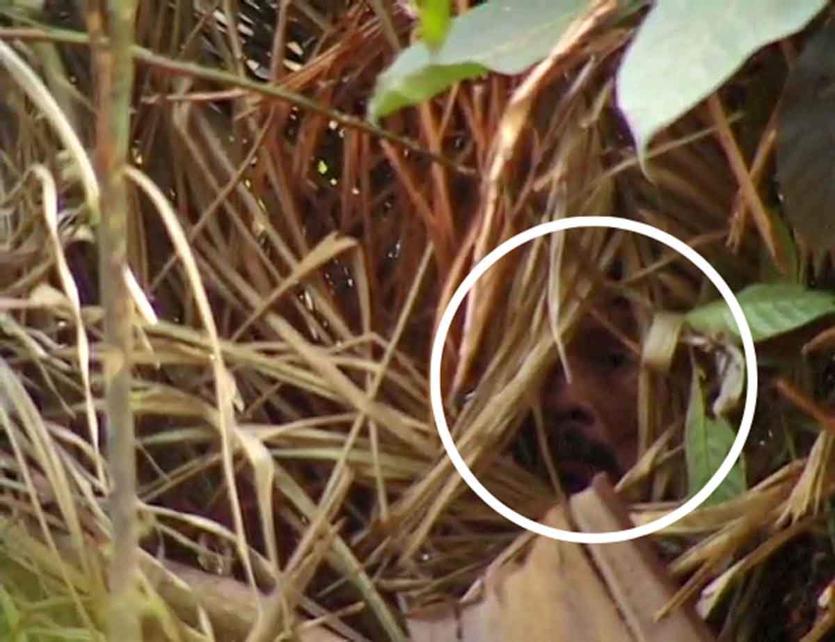 El hombre del agujero se asoma a su cabaña. Fotograma de la película Corumbiara, del cineasta Vincent Carelli / Imagen: Survival