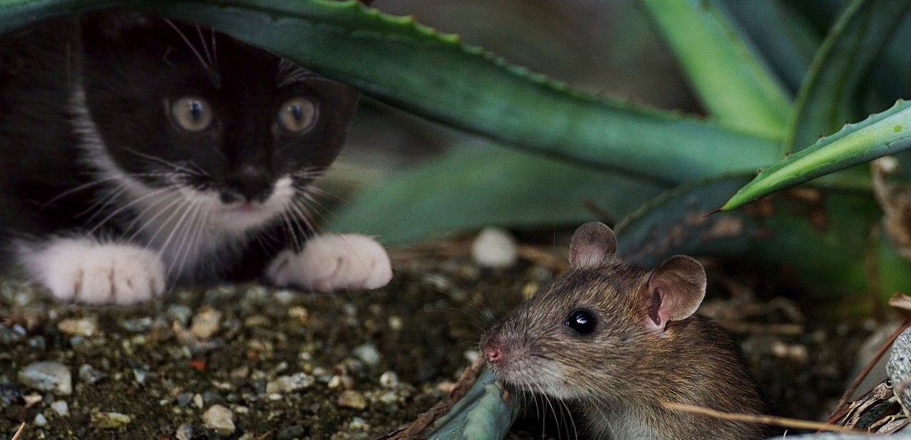 Los científicos han descubierto que las ratas no mueren, sino que se esconden de los gatos / Foto: Suju