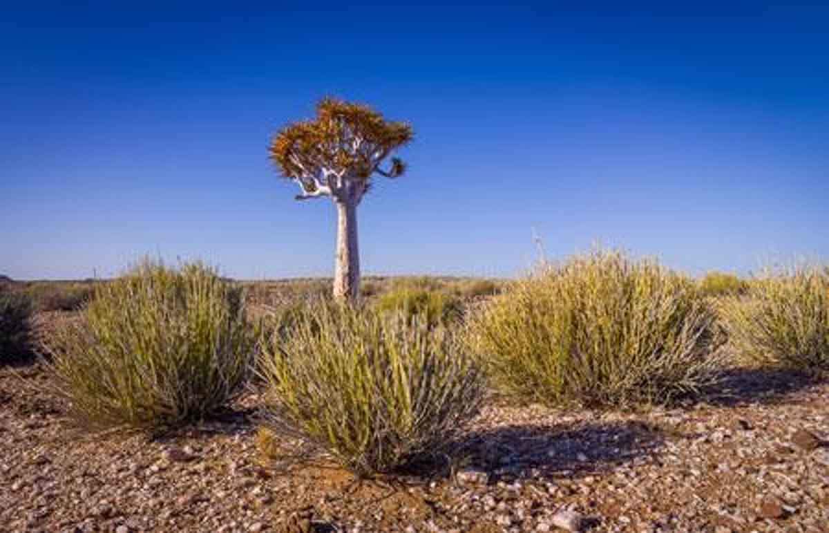 Zonas húmedas de la Tierra que podrían descender un 74% / Foto: EP