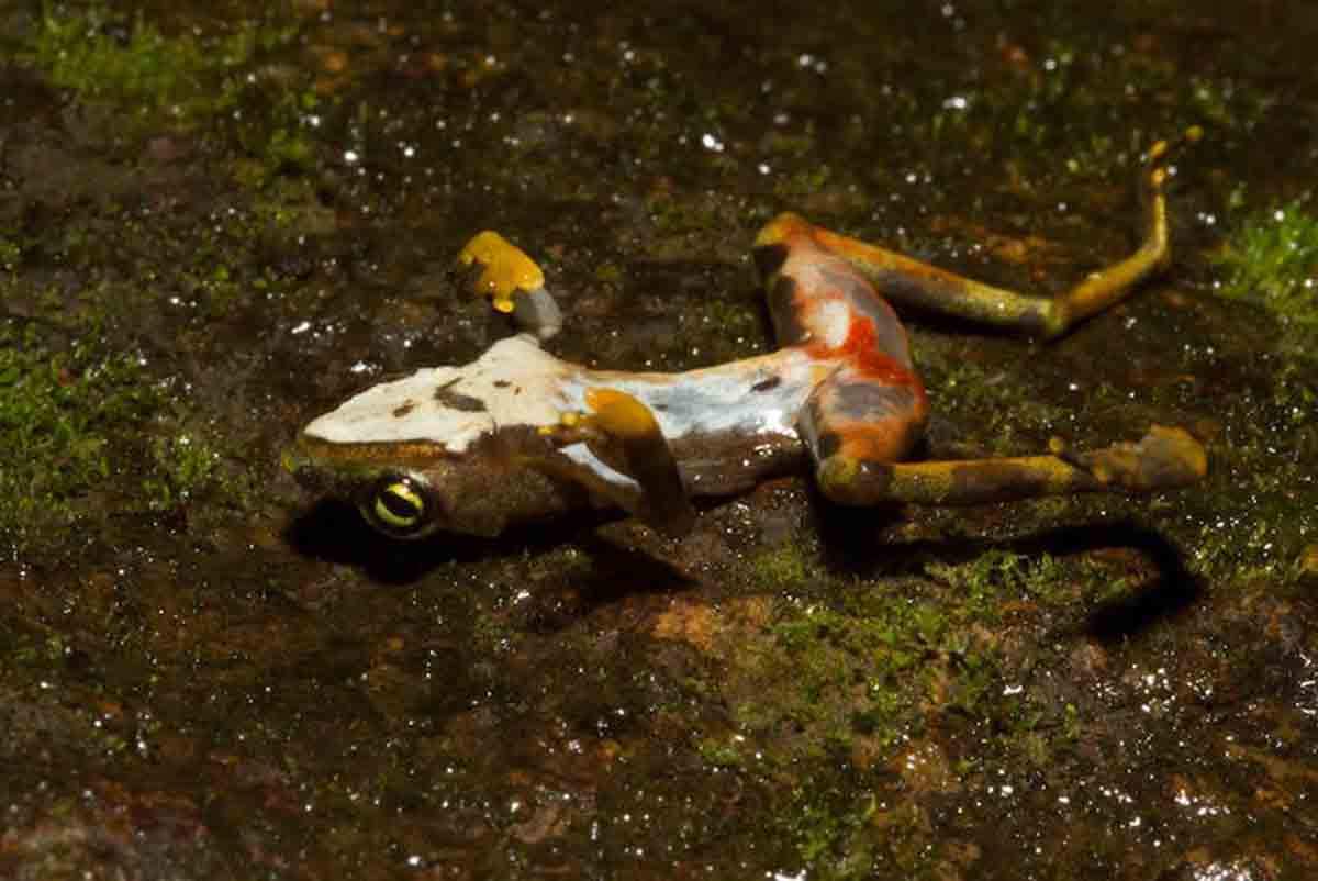 Rana muerta por quitridiomicosis, una enfermedad causada por el hongo Batrachochytrium dendrobatidis. Enfermedades emergentes / Foto: Brian Gratwicke-Flickr - CC BY