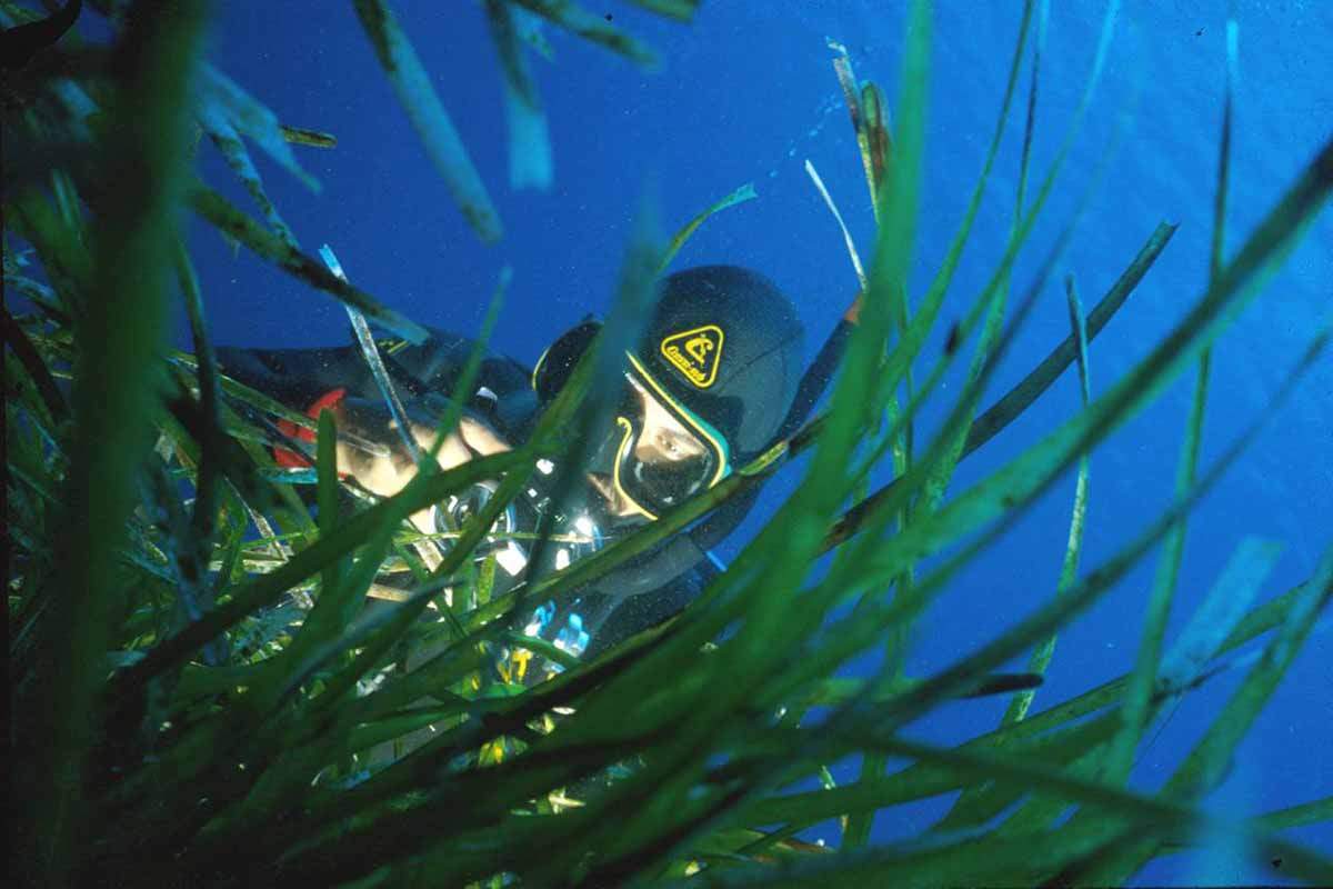 Un buzo entre plantas de Posidonia / Foto: Wikipedia