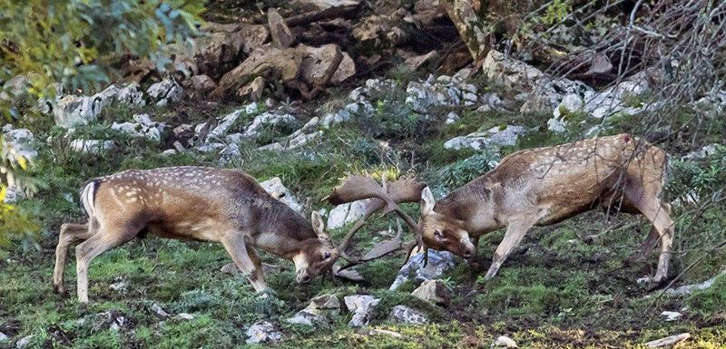 Dos grandes machos hacen entrechocar sus cuernos en la sierra del Sueve (Asturias) / Foto: Roger Rovira
